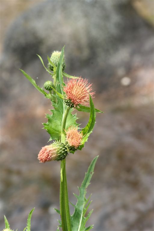Cirsium alsophilum